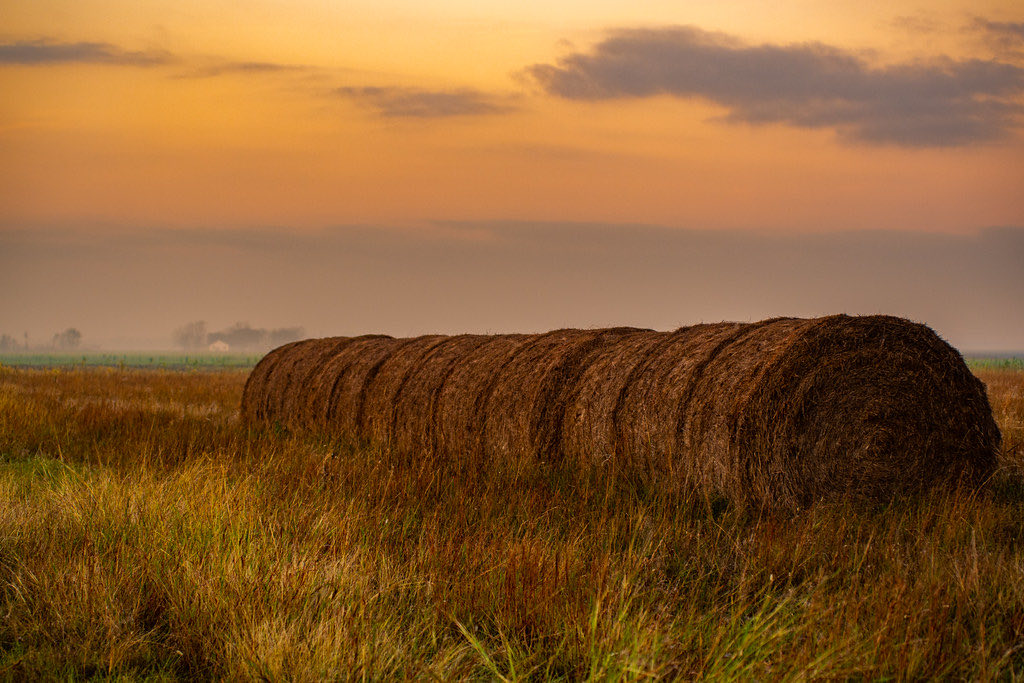 A calm Midwestern field at sunrise under a soft apricot sky, an early-morning quiet before the day begins.