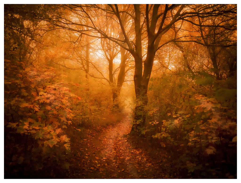 A quiet wooded path lit by warm morning light breaking through autumn trees, leading gently forward.